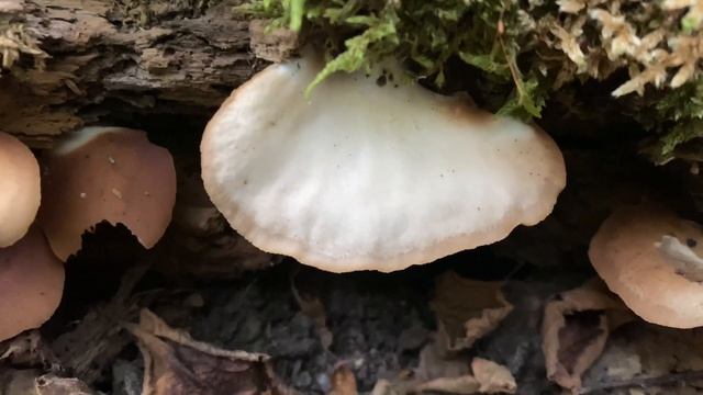 Crepidotus mollis, August 28, 2022 смотреть онлайн