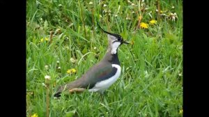 У ДОРОГИ ЧИБИС детская песня