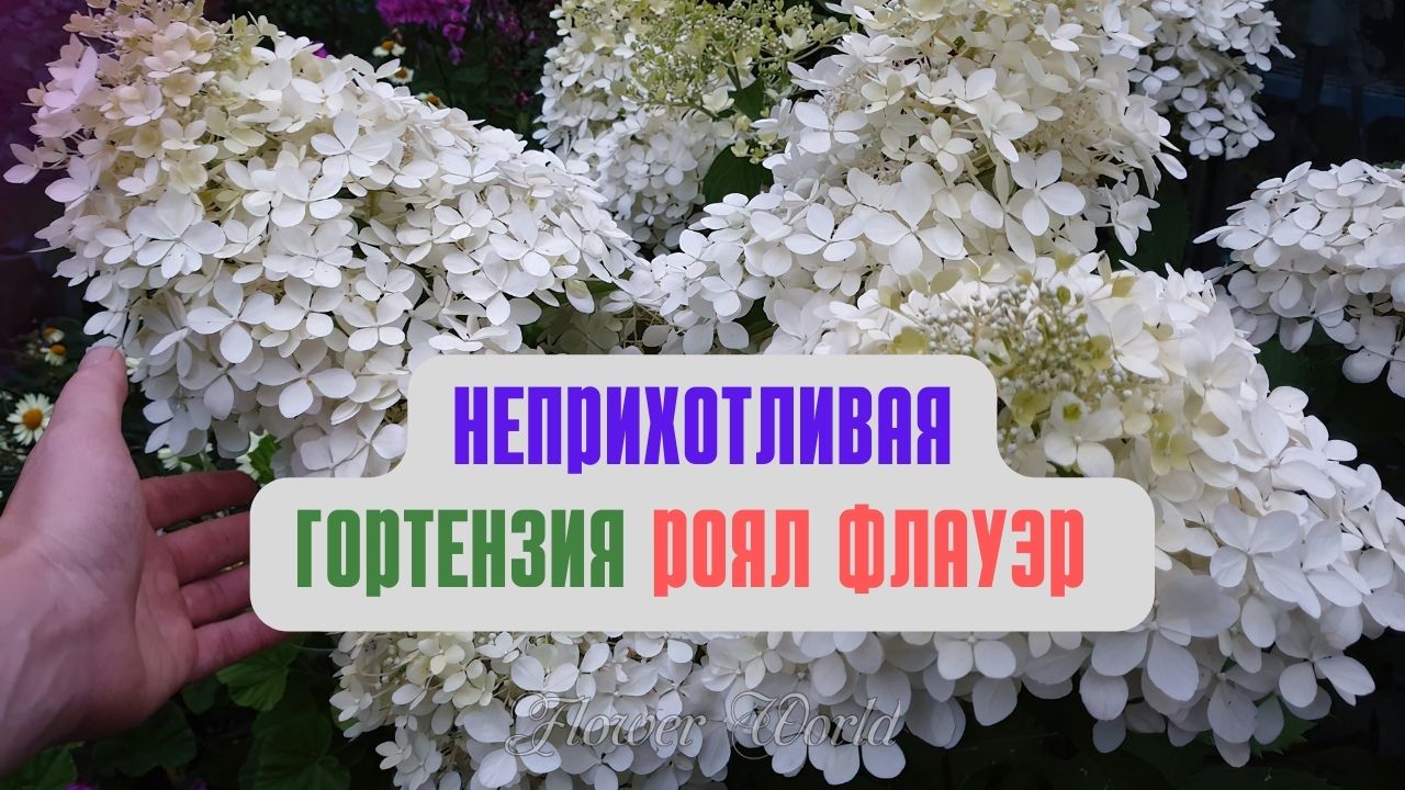 Неприхотливая гортензия Роял Флауэр (Royal Flower)?? смотреть онлайн