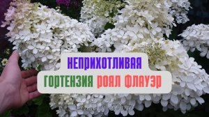 Неприхотливая гортензия Роял Флауэр (Royal Flower)??