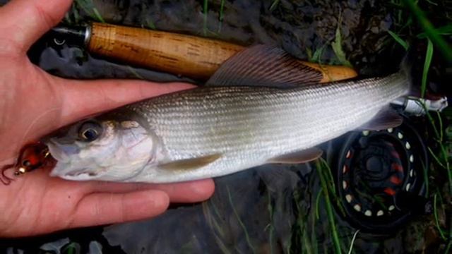 Нахлыст .Ловля  хариуса и форели.Flyfishing In Latvia.