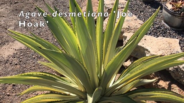 Agave Essentials: 30 easy-care, ornamental agaves for gardens and landscapes смотреть онлайн