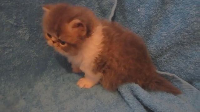 Голубой с белым котик 17831 смотреть онлайн