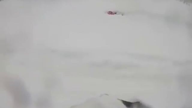 Сивинский пухляк!!! Михаил всех нагибает...))) смотреть онлайн