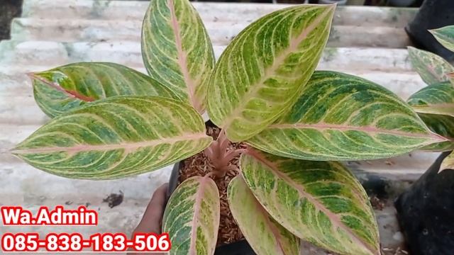 OBRAL AGLONEMA MURAH TANIAN SENDIRI | COCOK BUAT PEMULA | смотреть онлайн