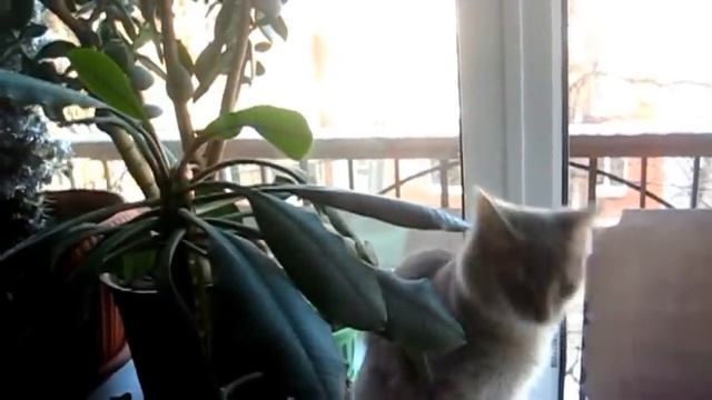 ЛЮБОВЬ АНГЕЛЫ ПОДАРИЛИ ' Валерий ПАЛАУСКАС смотреть онлайн