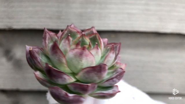 Echeveria Eve смотреть онлайн