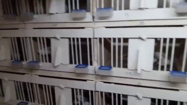 Как спаривать голубей? How to pair pigeons? (Михаил Голицын , Москва, Россия ) смотреть онлайн
