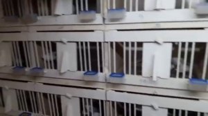 Как спаривать голубей? How to pair pigeons? (Михаил Голицын , Москва, Россия )