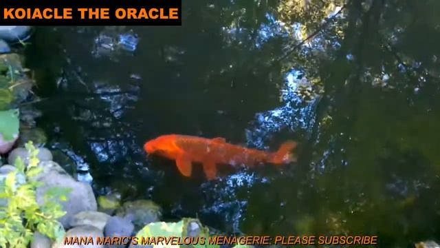 Koiacle The Oracle: Muck Boots смотреть онлайн