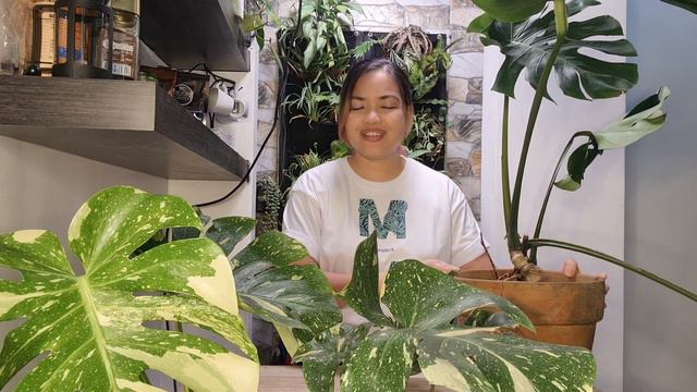 THAI CONSTELLATION MONSTERA | All Secrets About Monstera Thai Constellation | Variegated Monstera смотреть онлайн