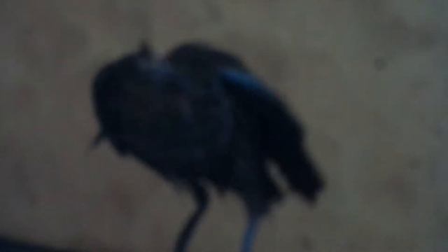 Умная галка.