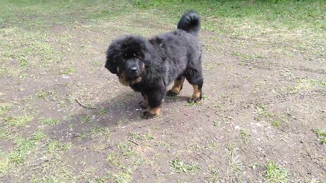 Мальчик Тибетского мастифа,12 нелель смотреть онлайн