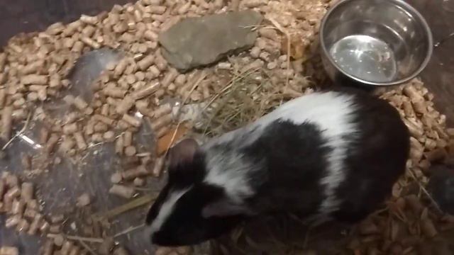 Наш питомец проснулся голодный смотреть онлайн