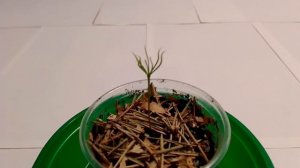 Как вырастить сосну в домашних условиях 5