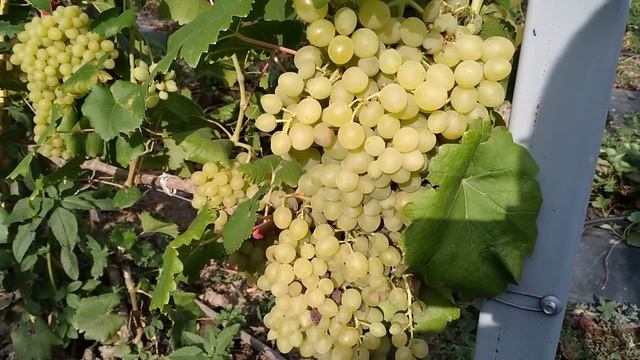 Виноград.Обзор на 10.08.22г.(велюр, класс, п.несветая, урум, торнадо, мальчик с пальчик..и т.д... смотреть онлайн