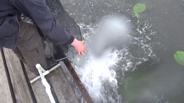 Рыба утащила удочку у соседа. А нам пока не везет. смотреть онлайн