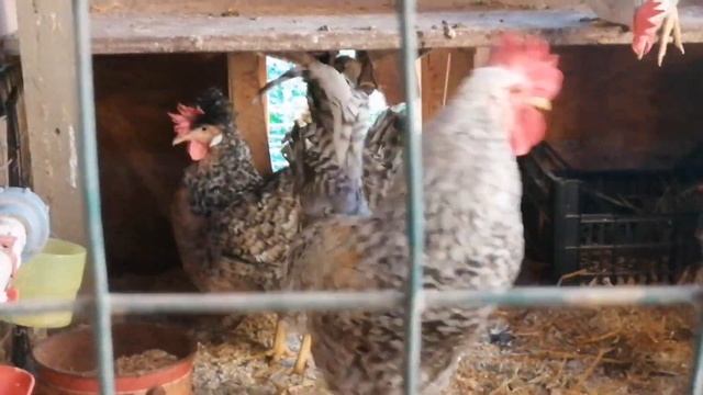 Как отобрать на племя птицу породы Борковская Барвистая смотреть онлайн