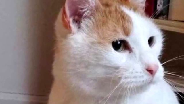 Женщина забрала кота из приюта, а на следующий день вернулась за вторым смотреть онлайн