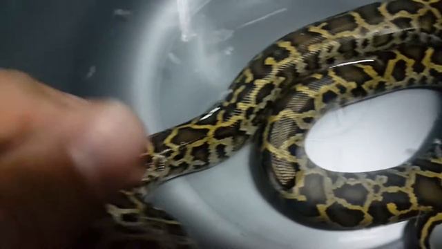 Тигровый питон купается смотреть онлайн