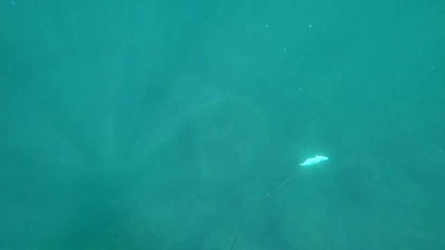 Подводная охота в Черном море 2021