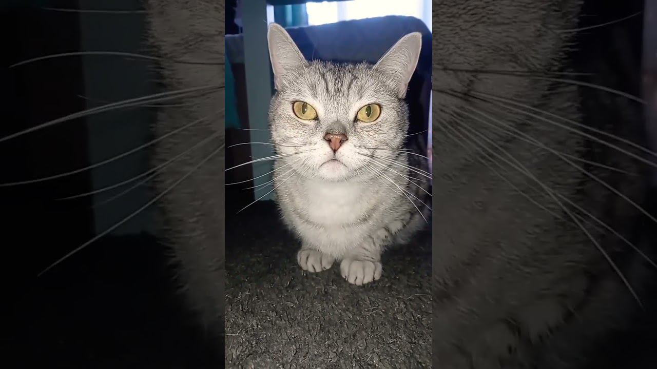 Милый котик #shorts смотреть онлайн