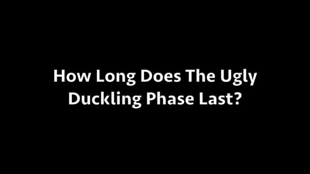 The Ugly Duckling Phase Everything You Need To Know смотреть онлайн