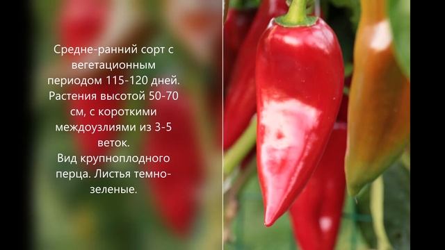 Софийская капия. Лучшие Болгарские сорта сладких перцев тут. смотреть онлайн