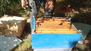 Бакфаст. Почему я выбрал пчелу бакфаст для пасеки