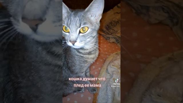 кошка и плед смотреть онлайн