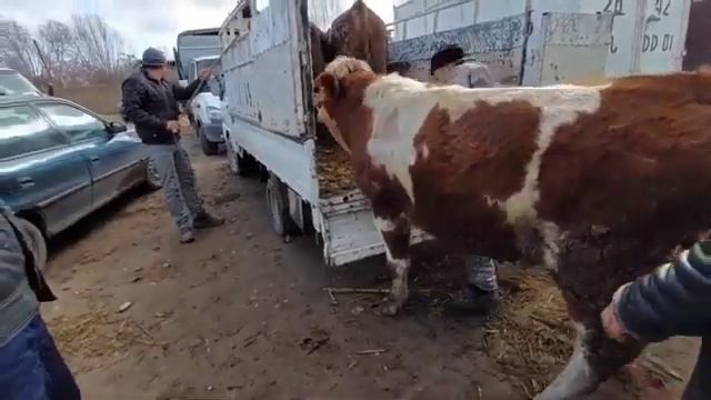 МОЛБОЗОРИ КУМСАНГИР 24.01.2022 НАРХИ ГОВУГУСОЛАШ БУКАЧА СМЕТАЛ смотреть онлайн