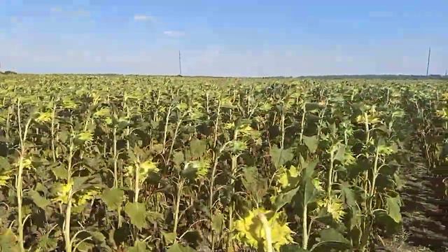 16. 08 2020 ЛГ 59580 смотреть онлайн