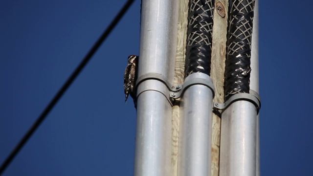 Woodpecker pecks metal pipe смотреть онлайн