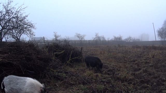 вислобрюхие свиньи. содержание в поле в декабре смотреть онлайн