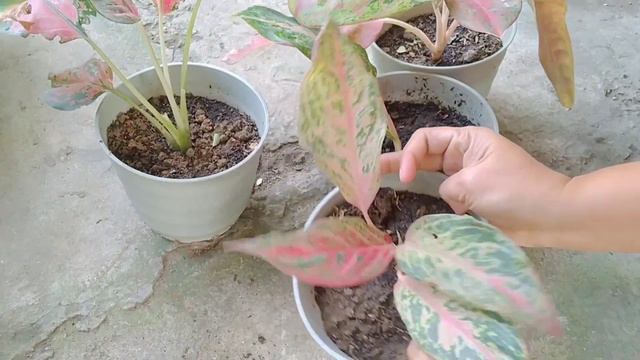Propagation of Leggy Aglaonema Update....nagka ugat na... смотреть онлайн