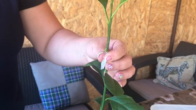 Окулировка в Т-образный разрез