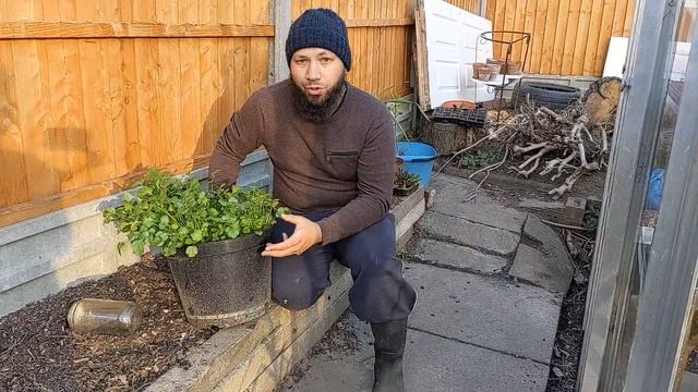 What's The Best Way To Grow Coriander (Cilantro)? How To Grow Coriander Start To Finish