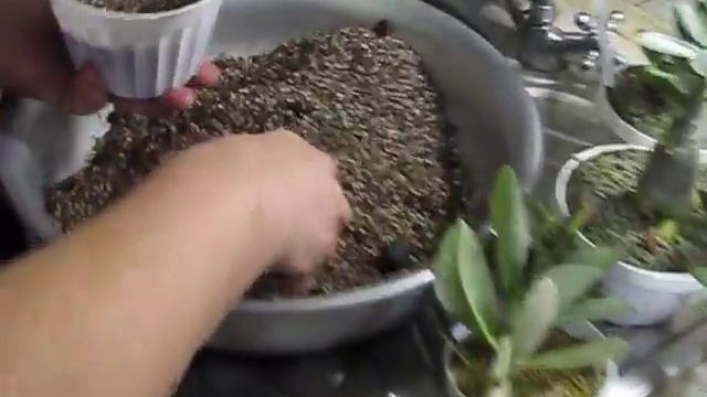 Пересадка адениумов 11 11 17г смотреть онлайн