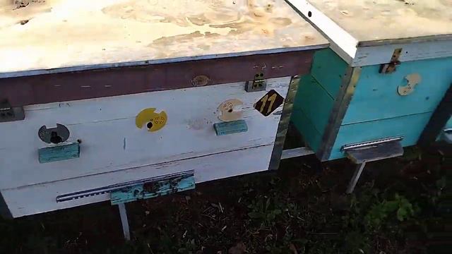 Як перенести бджоло-сімю на нове місце смотреть онлайн
