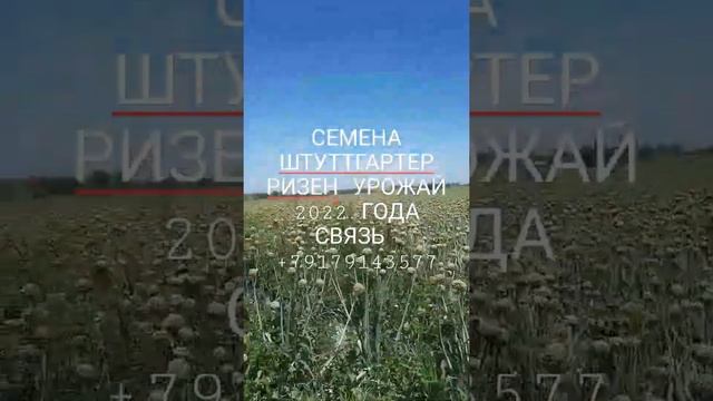 Лук Штутгартер ризен семена (чернушка) урожай 2022 года смотреть онлайн