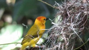 Птицы свили гнездо под окном: что говорят приметы и хороший ли это знак