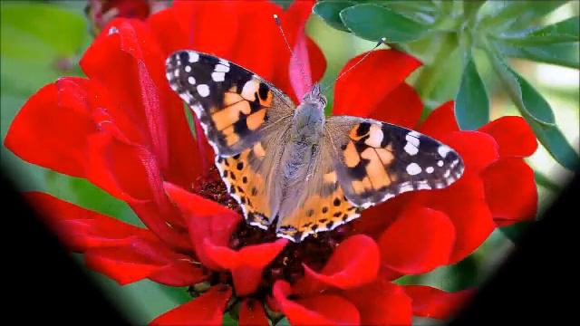 Интересно. Видео - открытка "Жизнь прекрасна, оглянись!" смотреть онлайн