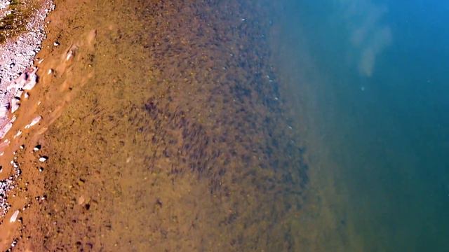 Hosted Golden Dorado fishing on the banks Secure Lodge, Bolivia 🎣 смотреть онлайн