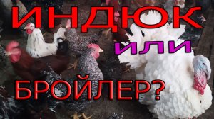 Индюк или бройлер