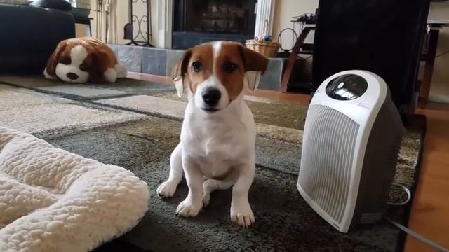 ?ЖИЗНЬ ЩЕНКА в НАШЕМ ДОМЕ/ДЖЕК РАССЕЛ 4-6мес. смотреть онлайн