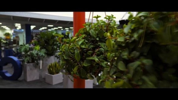 Кашпо собственного производства. Живые растения.