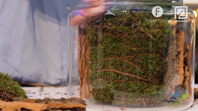 Green Living inspiration: air purifying plant in tough interior смотреть онлайн