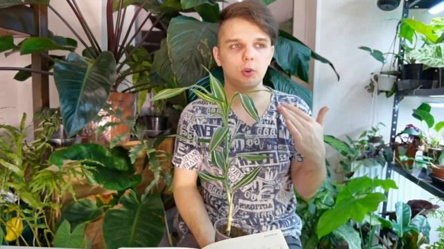 ТОП-10 Растений САМЫЕ НЕПРИХОТЛИВЫЕ для НОВИЧКОВ смотреть онлайн