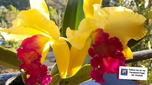 Cattleya Blc. Alma kee 'Timpale' orchid смотреть онлайн