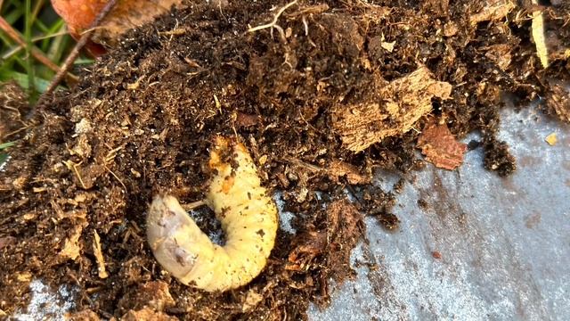 Кущі лохини просіли: підіймаємо їх. Осіння пересадка лохини. Коренева система лохини: яка глибина ?